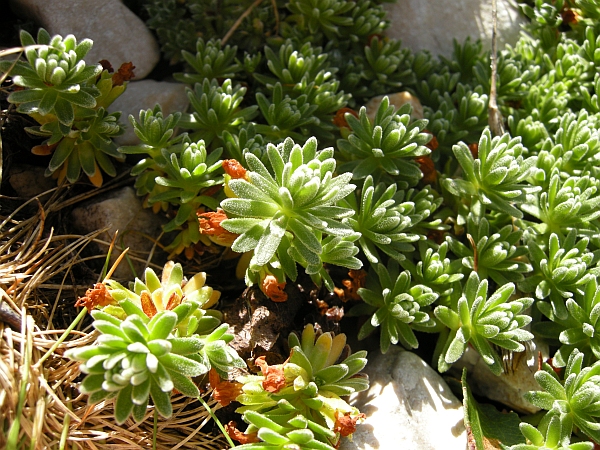 Androsace vitaliana subsp. praetutiana